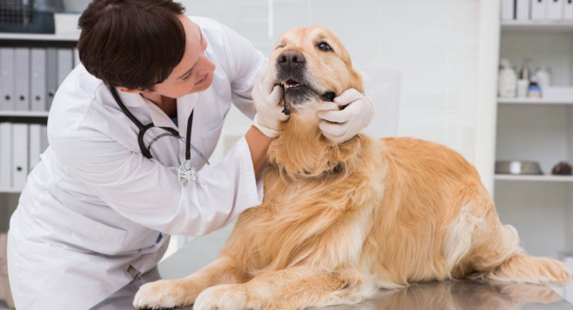 7 bệnh chó thường gặp nhất cần phải tiêm phòng
