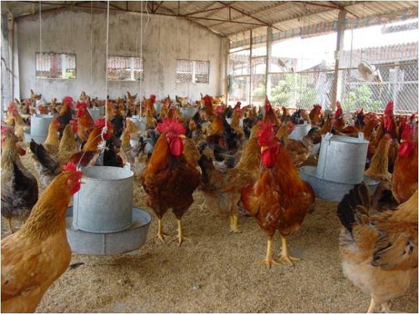 Bệnh E.coli trên gà: Nguyên nhân & Phương pháp điều trị bệnh