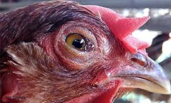 Bệnh IB trên gà là gì? Cách điều trị & Phòng bệnh hiệu quả