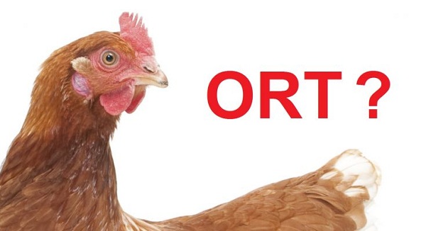 Tìm hiểu về quy trình xử lý bệnh ORT ở gà
