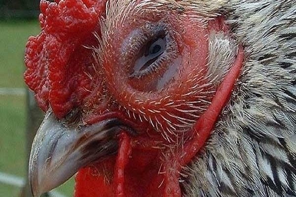Bệnh APV trên gà là gì? Dấu hiệu & Cách điều trị bệnh
