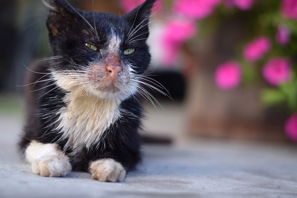 Tìm hiểu tổng quan về bệnh giảm bạch cầu ở mèo