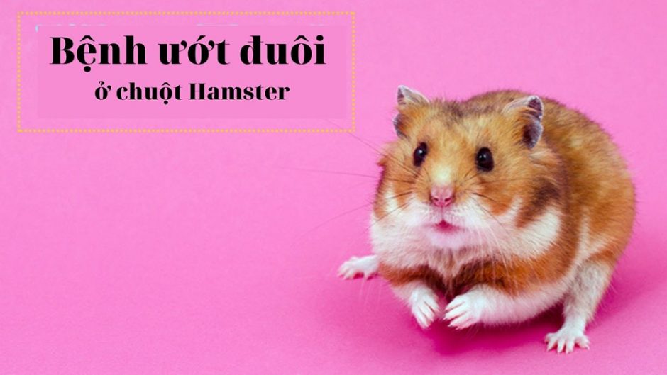 Dấu hiệu bệnh ướt đuôi ở Hamster và những lưu ý vô cùng quan trọng