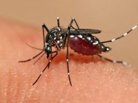 Nhóm máu gì thu hút muỗi đốt nhiều?