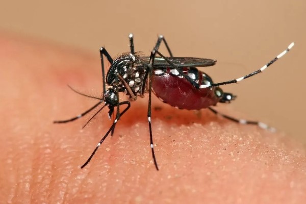 Nhóm máu gì thu hút muỗi đốt nhiều?